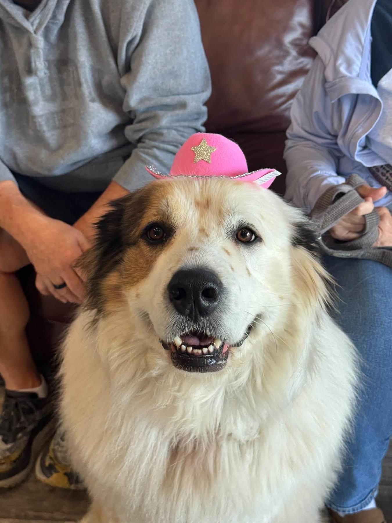 Fluffy dog smiling in a pink cowboy hat
