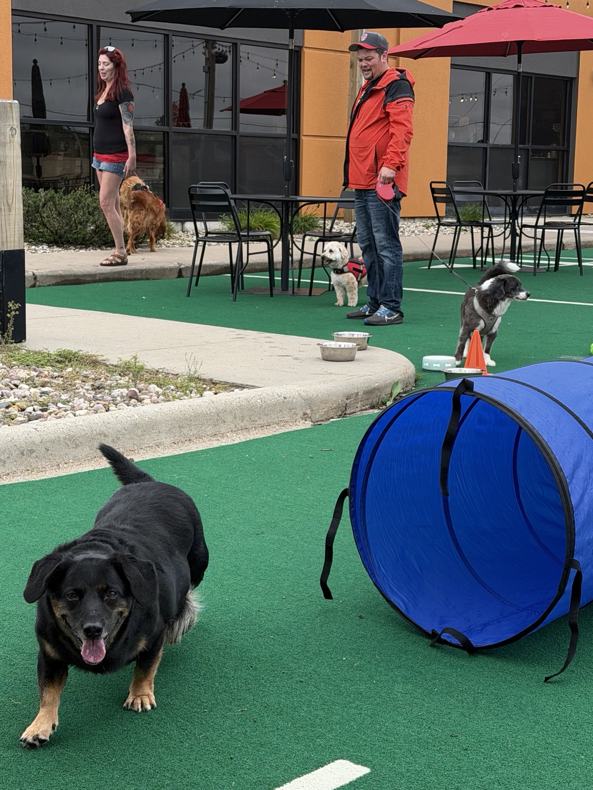 Dogs exploring the Pack Ride tunnel course on the Pals patio