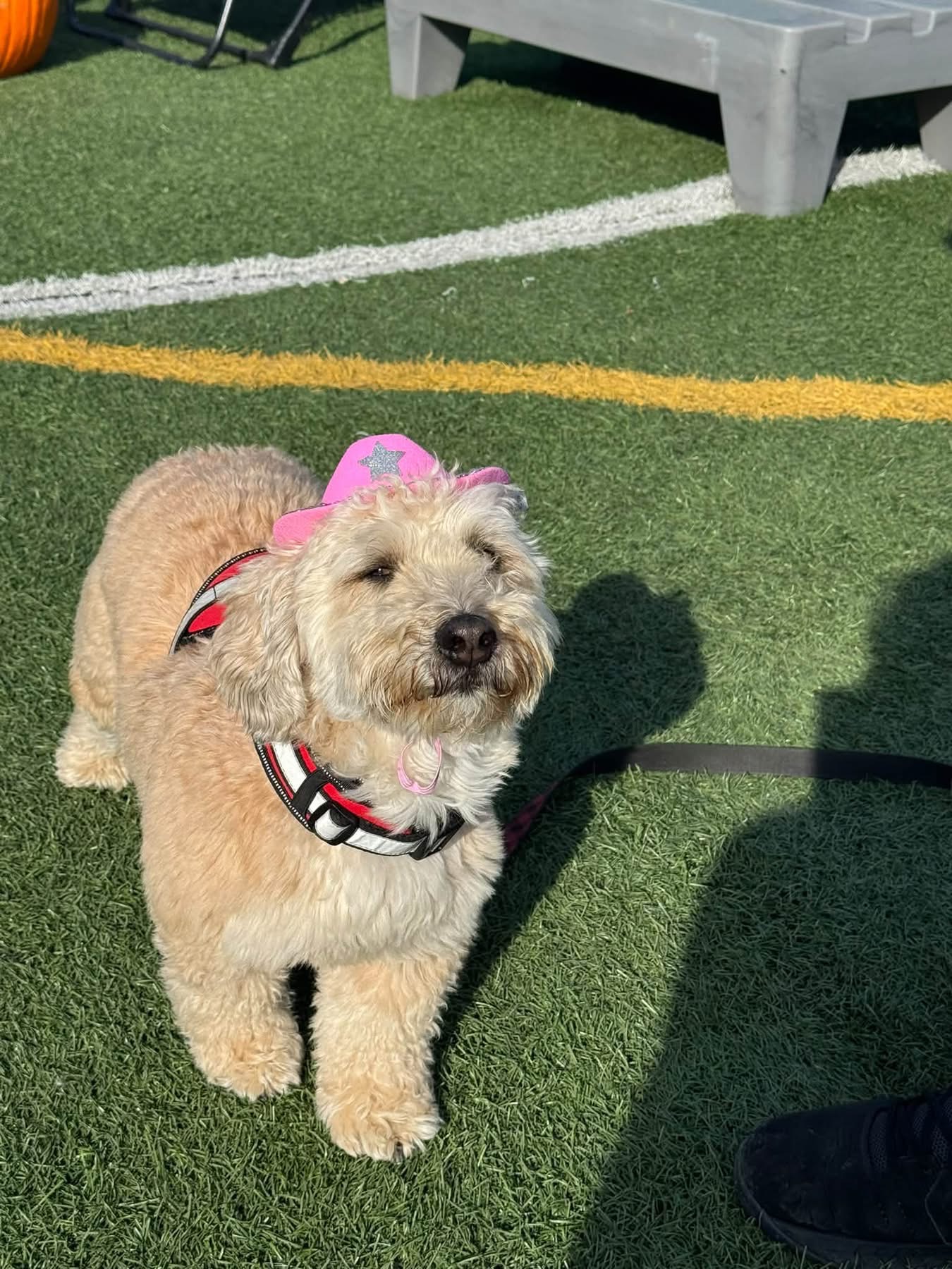 Small dog wearing a pink cowboy hat in the sunshine