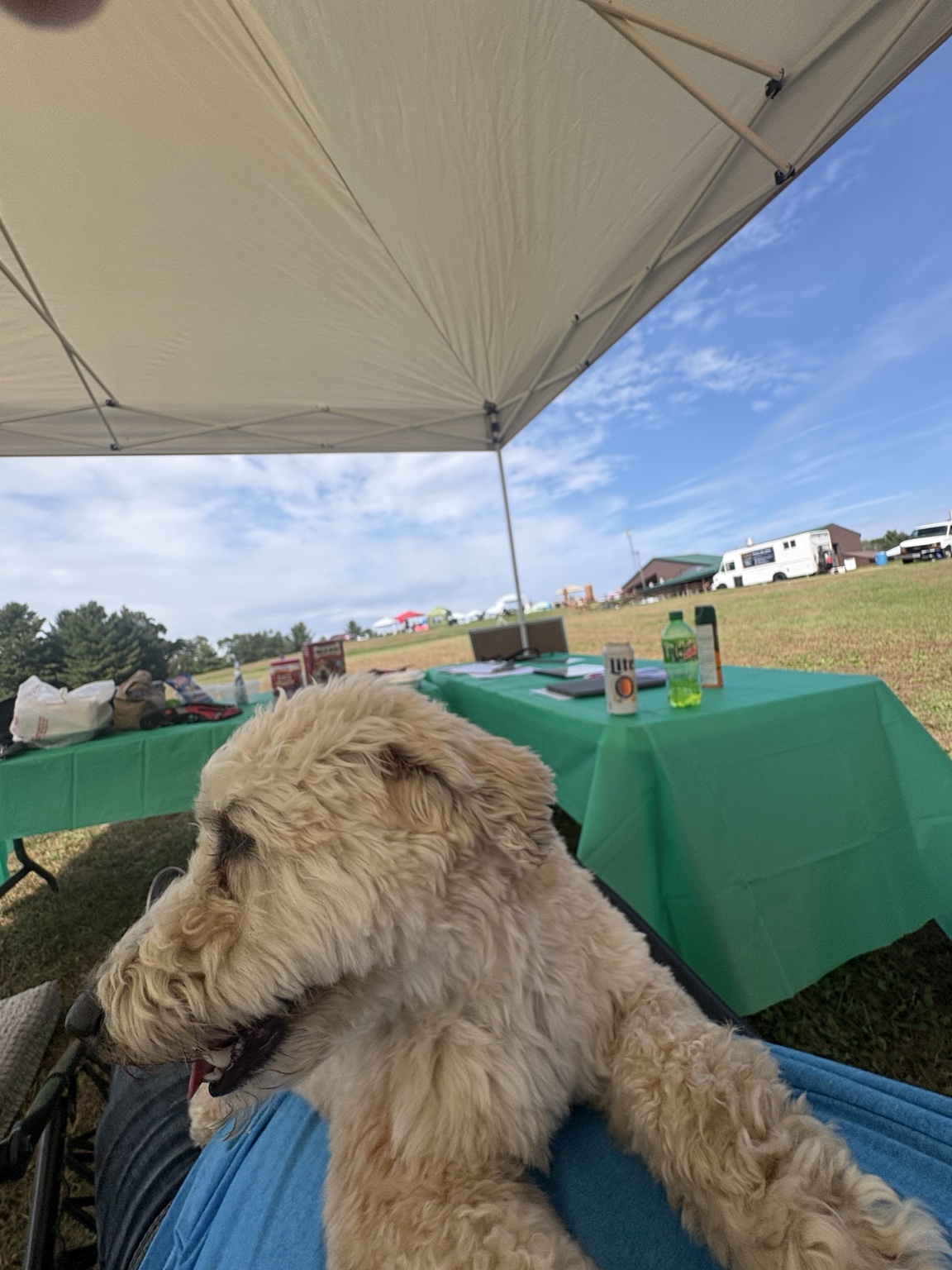 A curious dog standing at the Pack Ride bus entrance