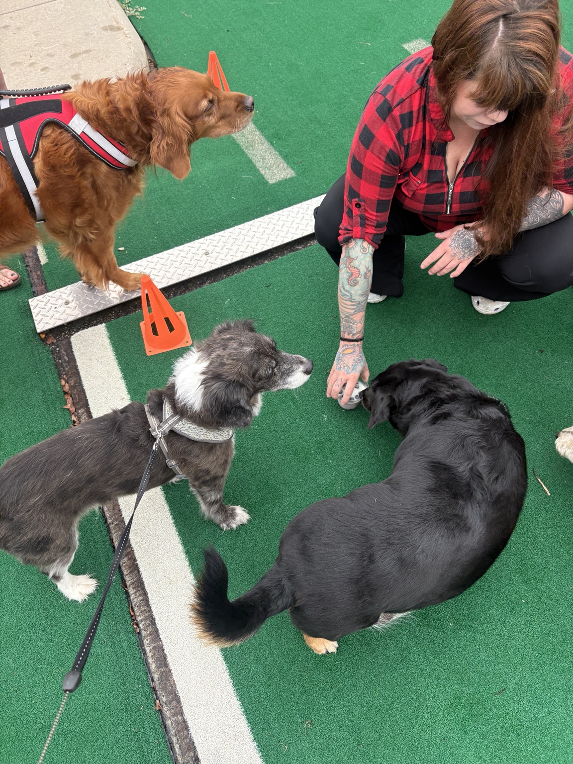Dogs gathering for treats during Pals With Your Pals