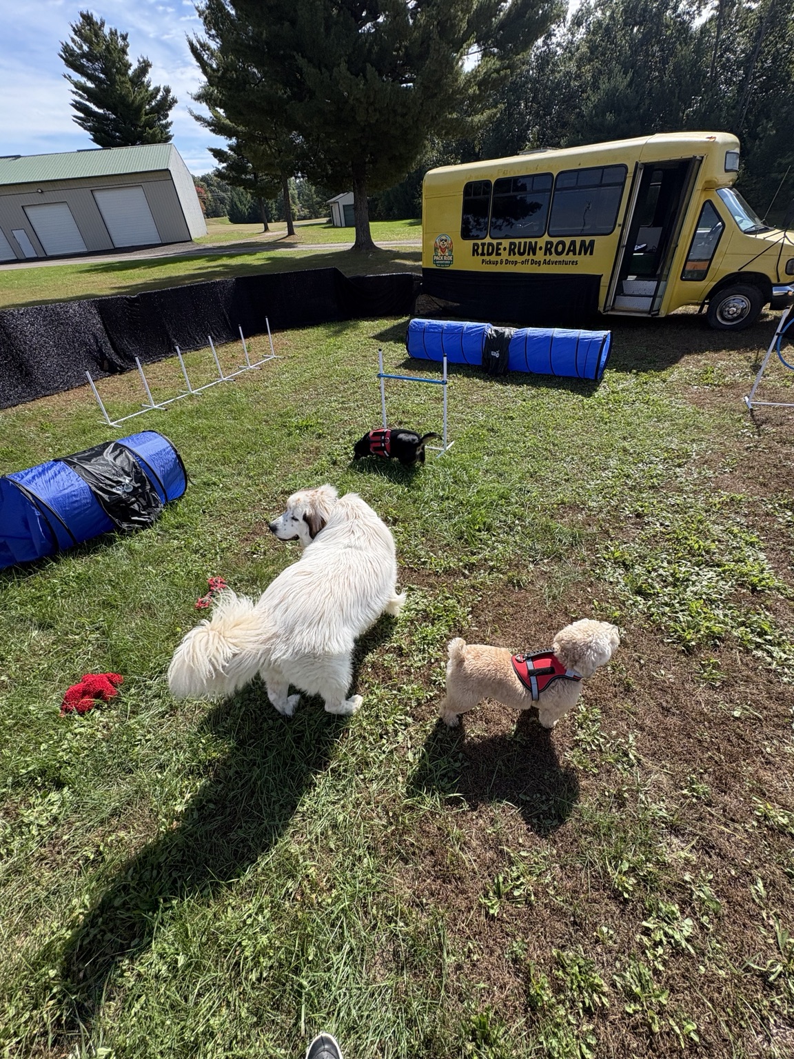 A visiting dog trying the Pack Ride agility course