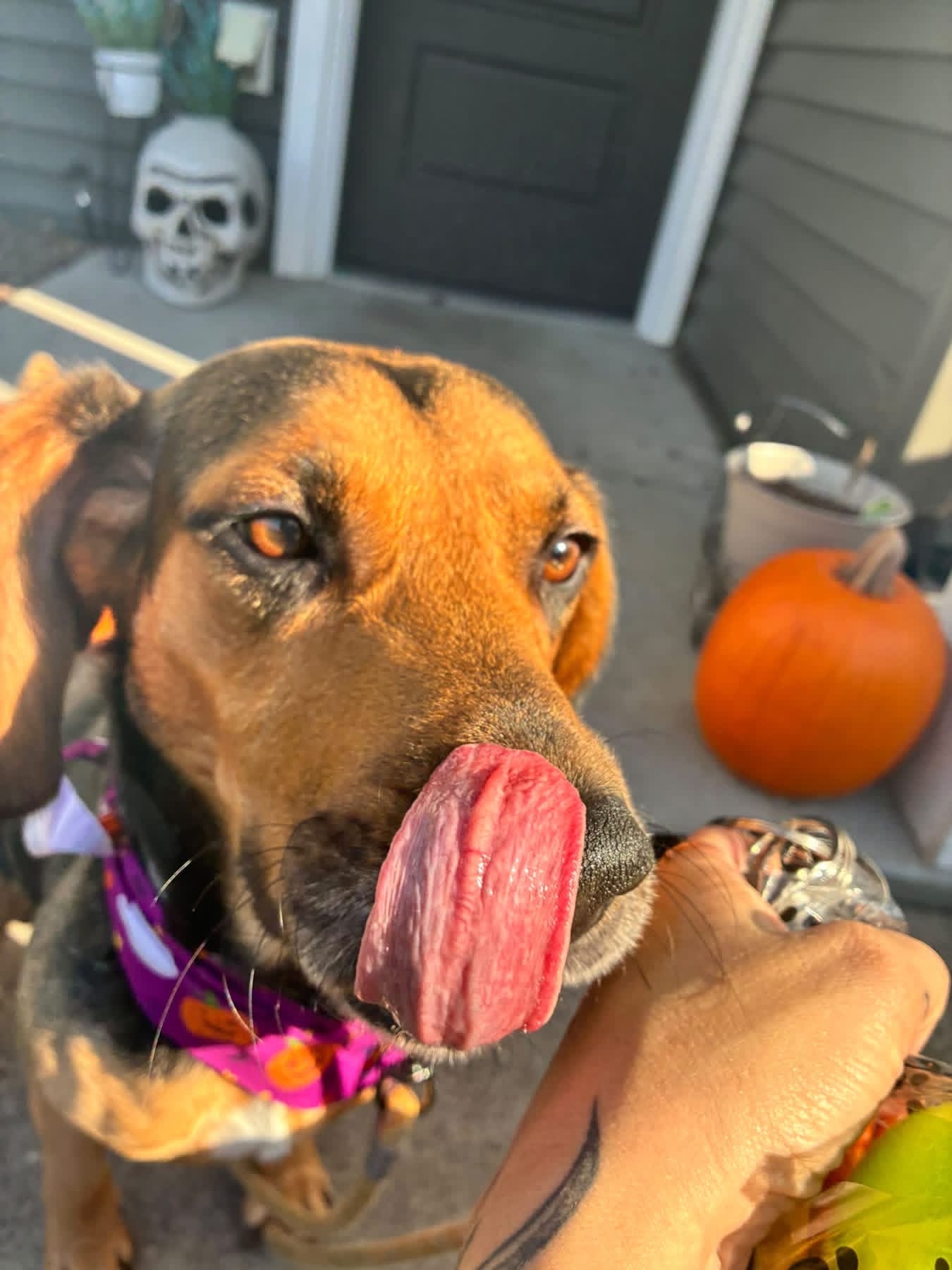 Howl-O-Ween Pack Ride Adventures event photo 21